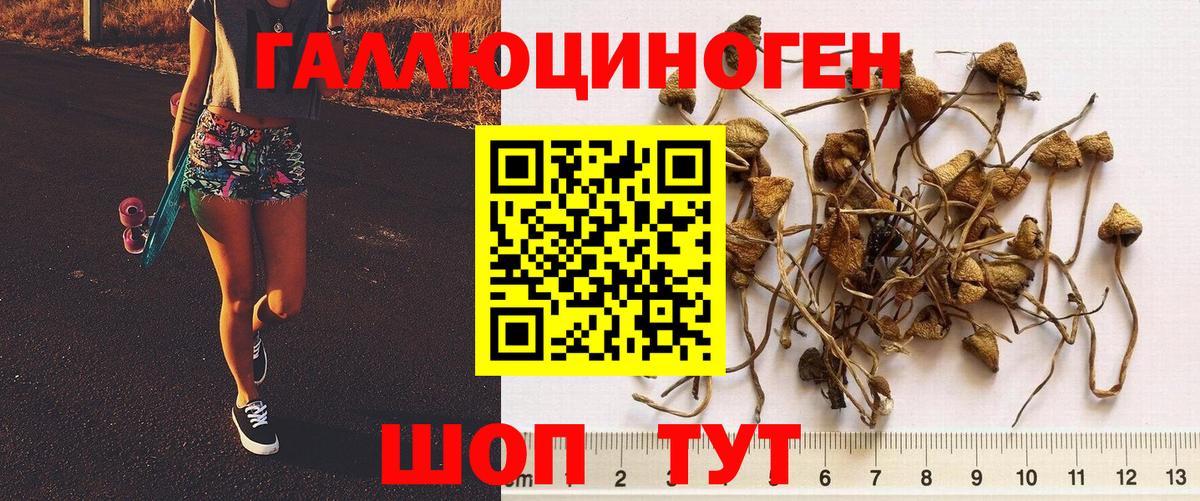 Галлюциногенные грибы Cubensis Владимир